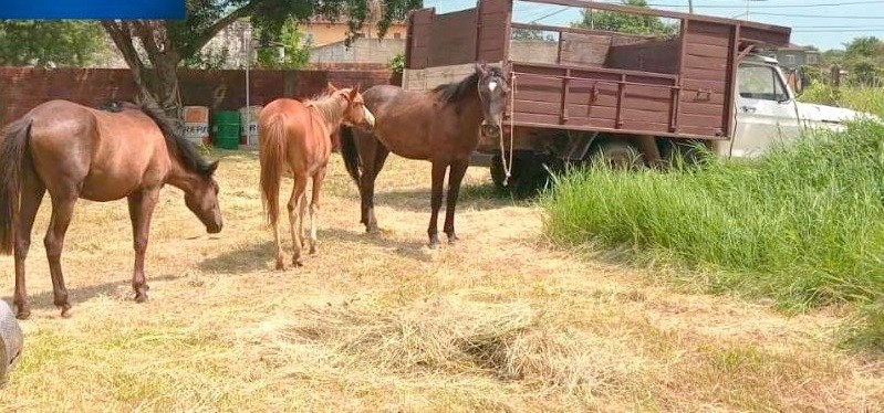Retiran cinco caballos del centro de Clorinda que ponían en riesgo la seguridad del tránsito