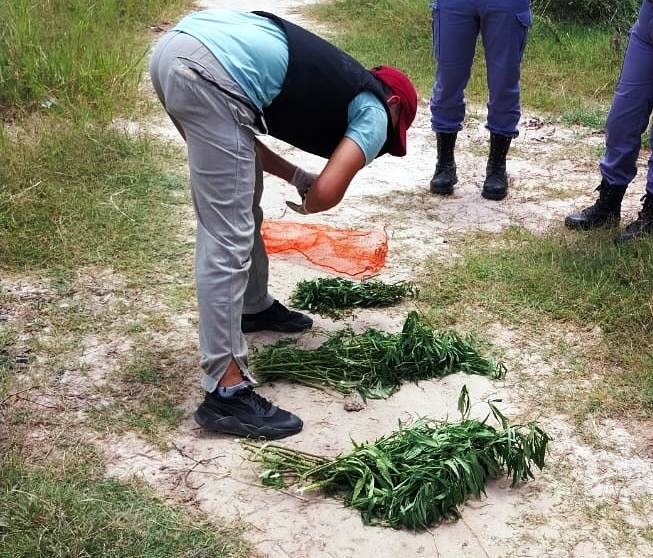 Barrio Sagrado Corazón de María: Una bolsa con plantines de marihuana fue hallado por la Policía