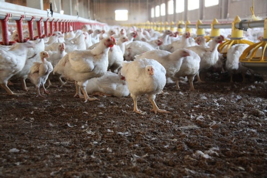 Influenza aviar en el Chaco
