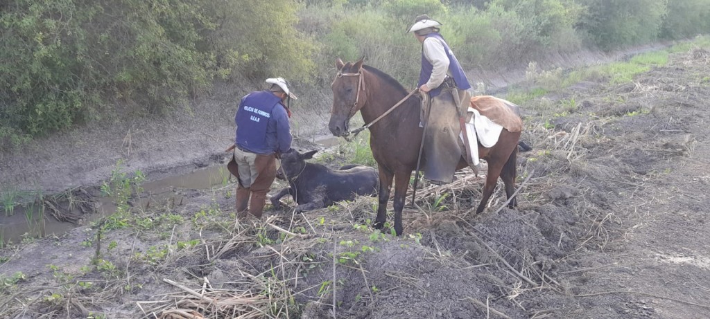 Palo Santo: La UEAR recuperó un animal sustraído por abigeos 