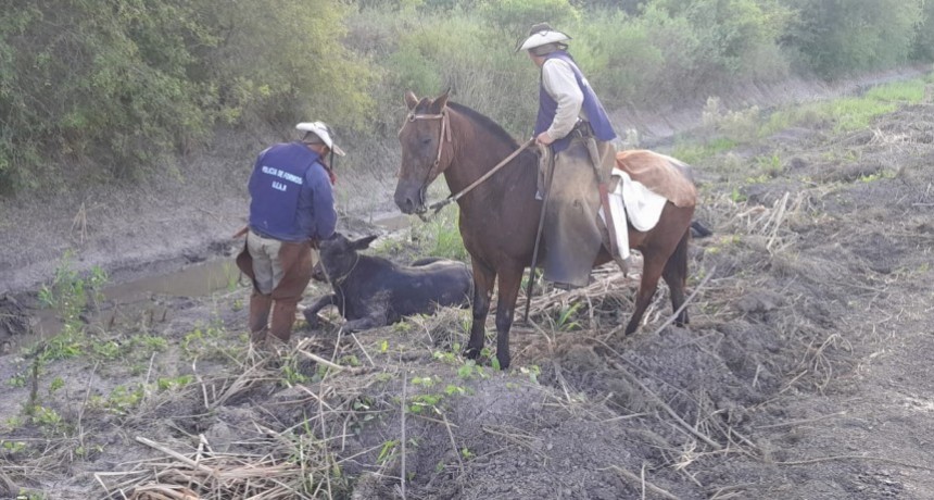 Palo Santo: La UEAR recuperó un animal sustraído por abigeos 