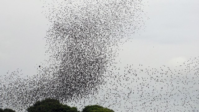 Rosario: invasión de aves negras los vecinos se quejan de sus excrementos