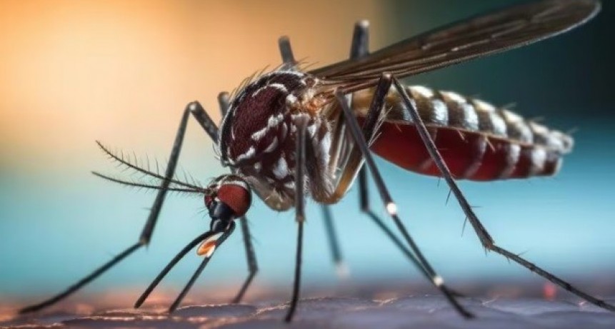 La provincia de Formosa lleva más de dos meses con un sostenido descenso de casos de Dengue