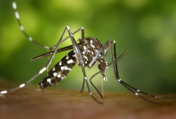 Preocupación por la mutación del mosquito que transmite el dengue