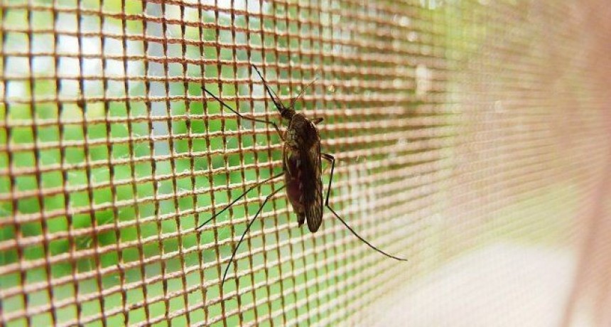 Brote histórico de Dengue: como continúa la situación en Argentina