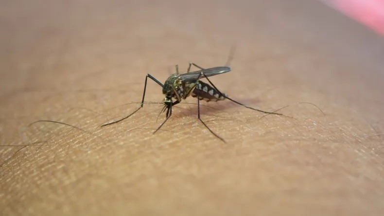 Dengue en Argentina: los casos se triplicaron en un año en comparación al 2023