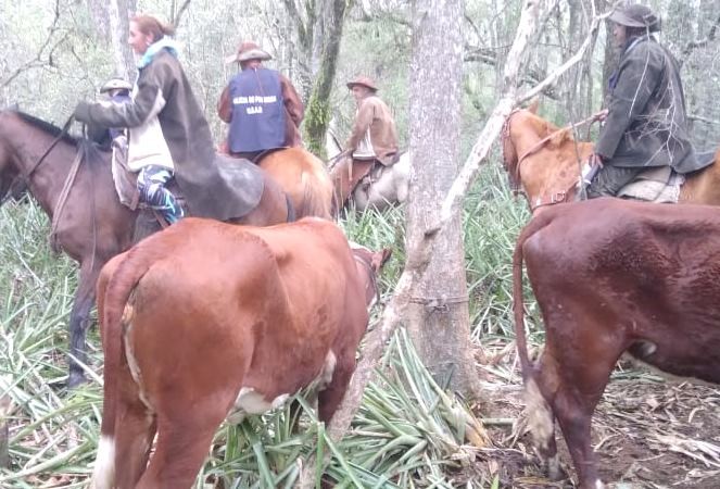 UEAR Loma Monte Lindo recuperó 14 animales vacunos y esclareció un caso de abigeato calificado